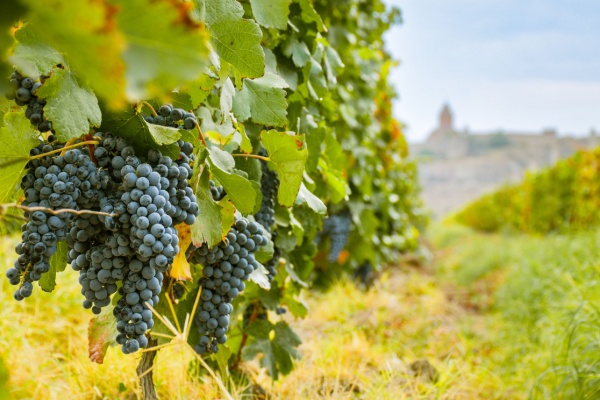 Secteur viticole : quelques nouveautés à connaître
